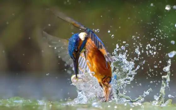 kingfisher, обыкновенный, плесень