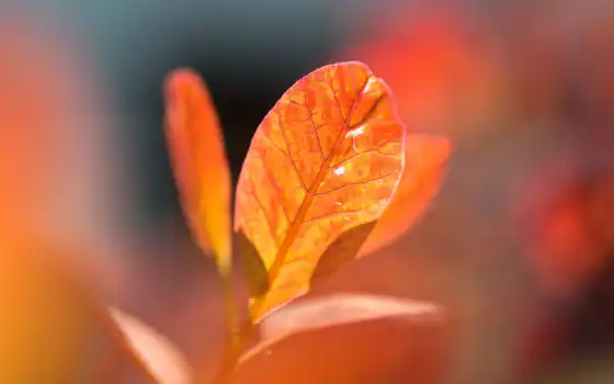 leaf, оранжевый, осень