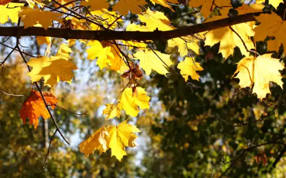 природа, листья, осень, ветка, 