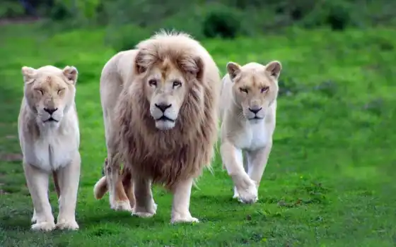 лев, львица, гордость, львы, львицы,