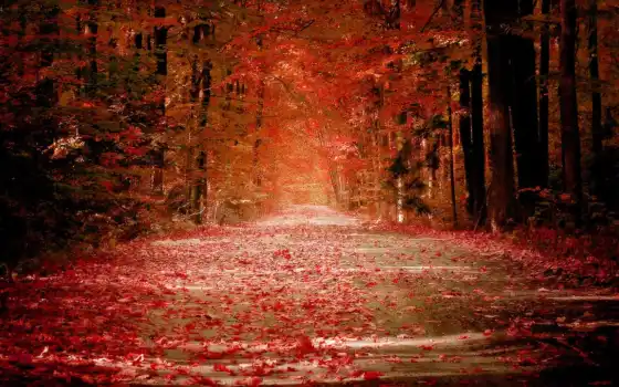 осень, лес, самые, красивый, красивые, 