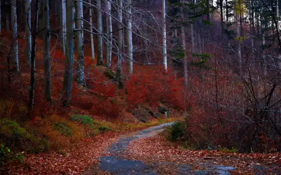 осень, лес, деревья, ли, ли, железная дорога, жизнь,