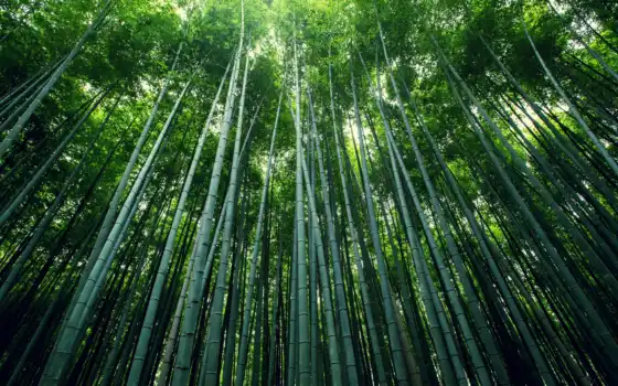 бамбук, лес, натуральные, стебель, роща