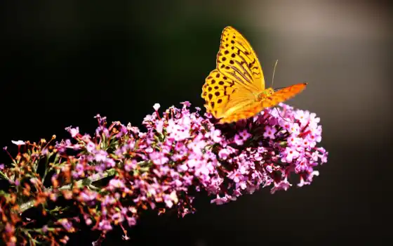 бабочка, насекомые, zhivotnye, природа, flowers, бабочки, garden, 