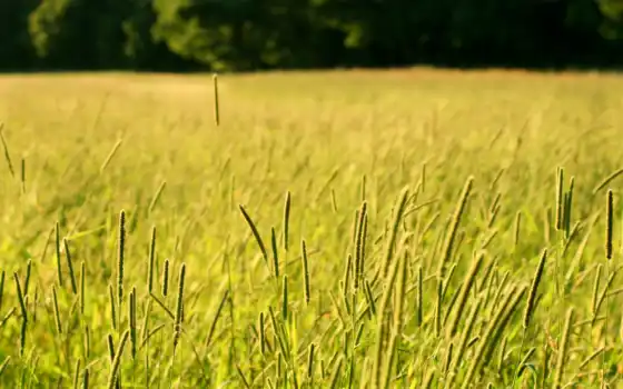 трава, поле, газон, длинный, свободный, зеленый, мед, фрипик,