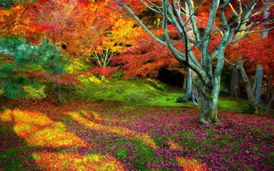осень, пейзаж, деревья, ливан, лес, дерево,