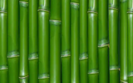 бамбук, текстура, зелёный, 