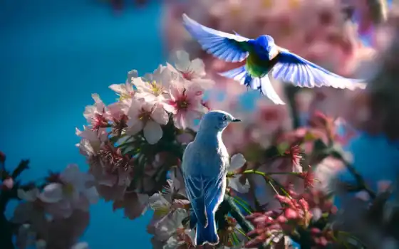 весна, природа, птица