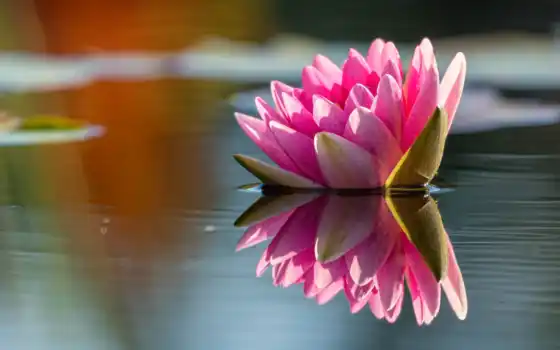 water, цветы, пруд, природа, lily, озеро, отражение, leaf, розовый, свет, тематика