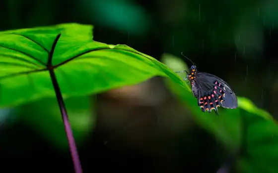 atala, бабочка, дождь, лист, leaf, makryi, природа, хороший, narrow, focus