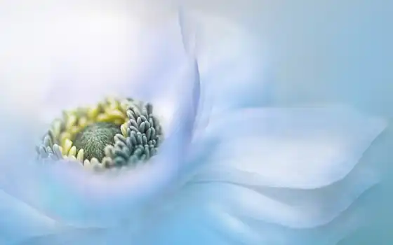 anemone, one, peakpxpage, биг, цветы