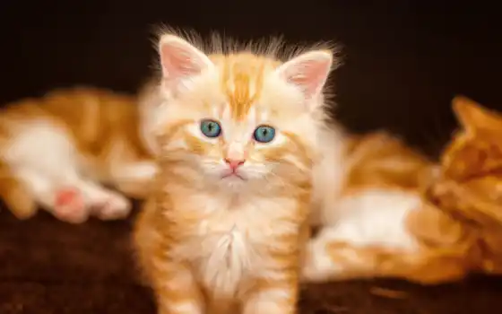 маленькие, котенок, милый, милый, маленький, красный, gato, медленный, гастито