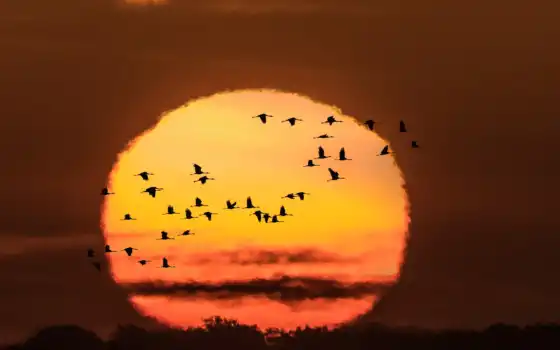 животное, солнце, закат, светит, птица, небо, восход, даже, сумерки, рассвет