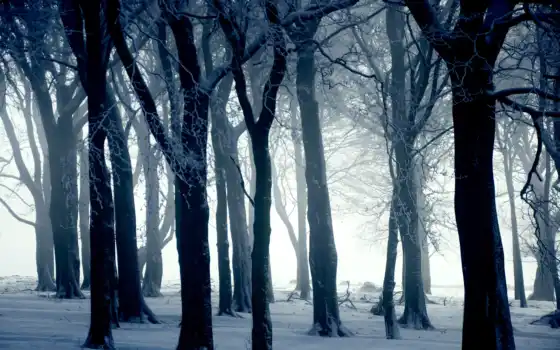 зиму, лес, холод, опушка