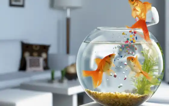 золотая рыбка, корм, фотожаба, аквариум