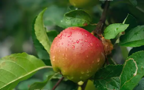 яблоко, ветвь, капля, плод, влажная, как, настольный, другой, вода,