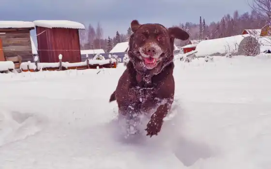 собака, животное