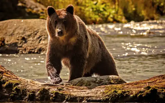 медведь, медведи, браун, медведя, морда, река, 