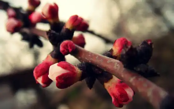 весна, branch, trees, cvety, тепло, абрикос, розовые, растение, размытость, цветущие, 