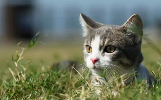 кот, взгляд, котенок, трава, ноутбук, детёныш, тигр