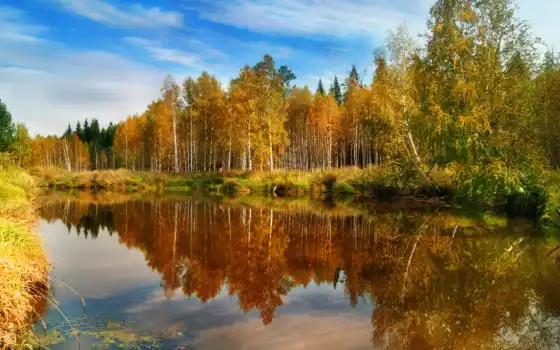 осень, деградация, лес, река, вода,