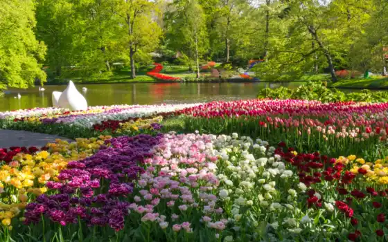 природа, тюльпаны, весна, cvety, park, iphone, пруд, design, 