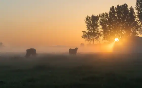 степь, туман, cow, утро, поле, branch, природа