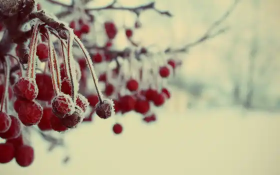 ягода, winter, freeze, природа, problem, new, снег, subcategory, плод, год, добавить