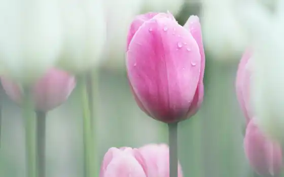тюльпан, фон, размытость, розовый, капелька, роса