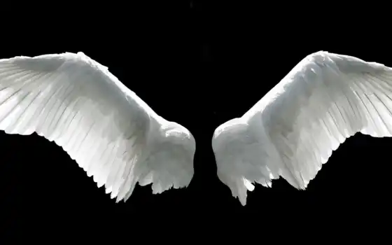 ангела, крылья, крыла, 