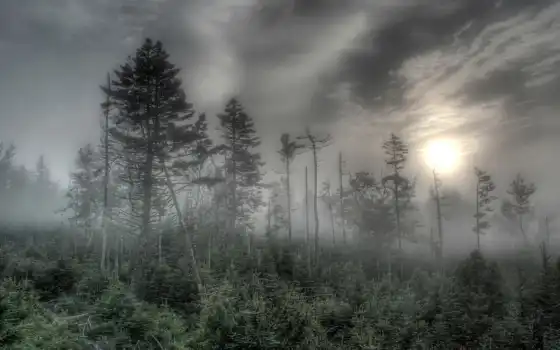 туман, лес, дерево