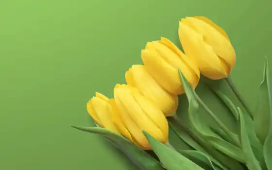 тюльпан, желтый, связный