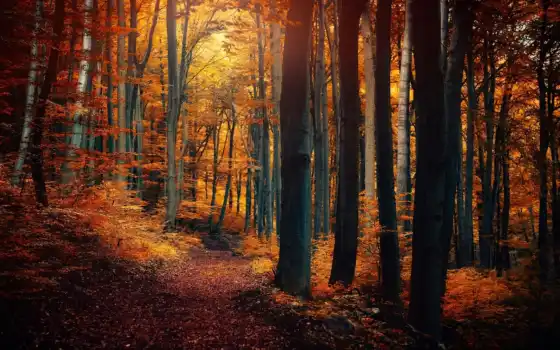 лес, деревья, листья, желтые, природа, осень, картинку, картинка, леса, тропинка, кнопкой, мыши, 