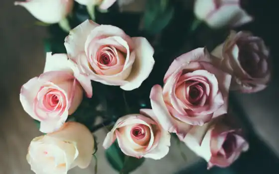 роза, цветы, розовый, красивый, троянди, лепесток, cvety, makryi, white