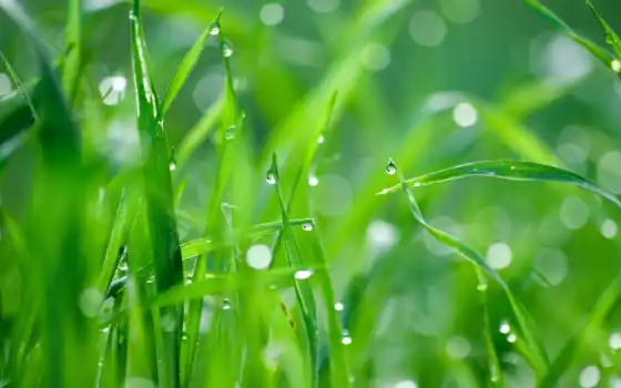 трава, дождь, зелёный, день