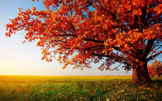 осень, дерево, трава, листья, пейзаж, картинка, поле, деревья, природа, 