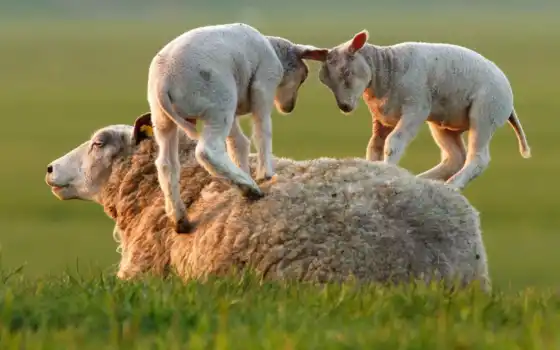 овцы, цыплята, трава, ягнята, игра, можно,
