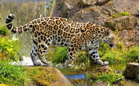 jaguar, оропард, ягуары, животные, под, жизуар, журы, жест, яндекс, видео,