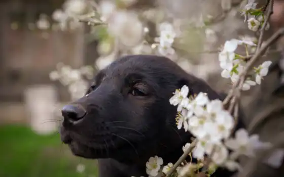 щенок, весна, собака