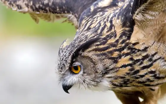 обои на рабочий стол, красивые картинки, картинки для ipad, обои для android