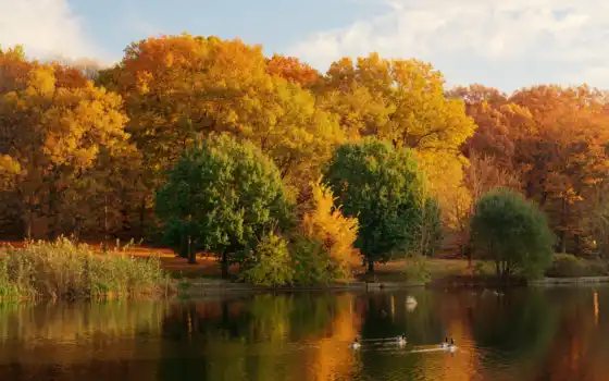 природа, осень, озеро, времена, года, листья, 