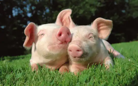 свинья, содержание, фото, они, два, милая, животное
