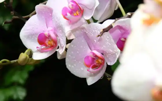 орхидея, цветы, белый, розовый, мотылек, природа, капля