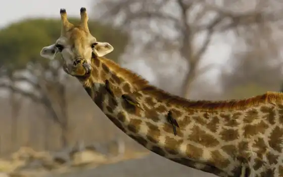 жирафы, жирафы, калопардалис, жирафидае, семейное, серое, серые, серые, джонстони, черные, растительные, ока,