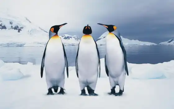 пингвина, есть, пингвинов, колени, ли, пингвин, мар, пингвины, 