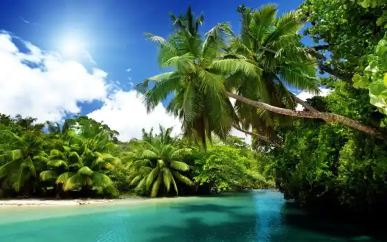пальмы, деревья, тропические, море, океан, вода, фон, лето