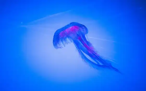 медузы, глубина, синяя
