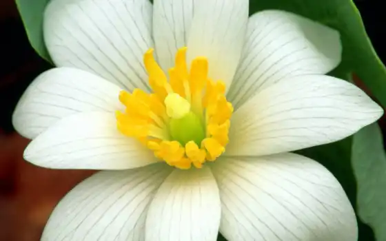 обои на рабочий стол, красивые картинки, картинки для ipad, обои для android