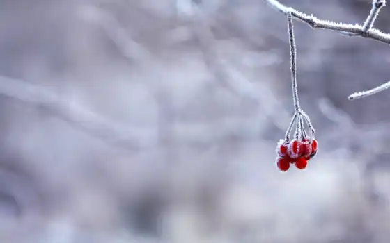 ягоды, зима, ветка, иней, красные, снег, картинку, картинка, кнопкой, 