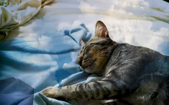, кот, сон, лежит